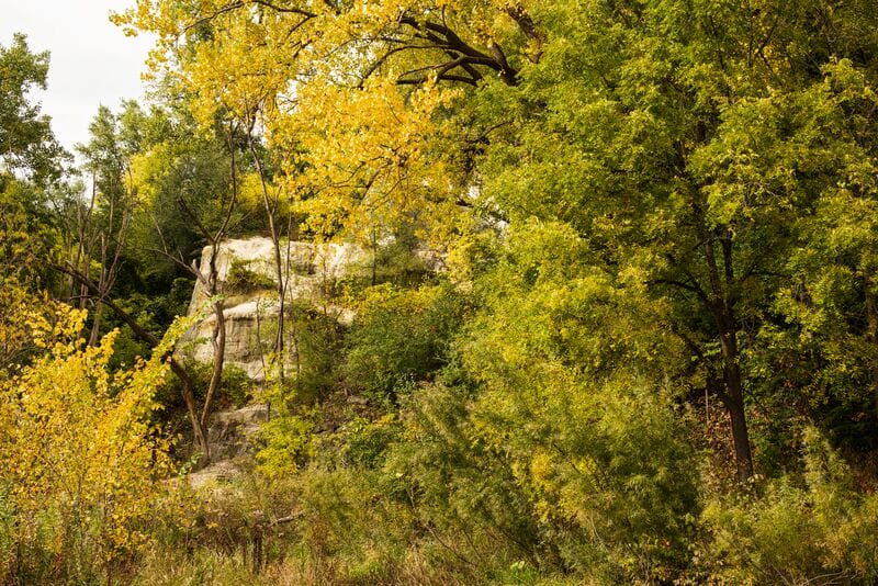 A rocky area with trees and a rock in the background.