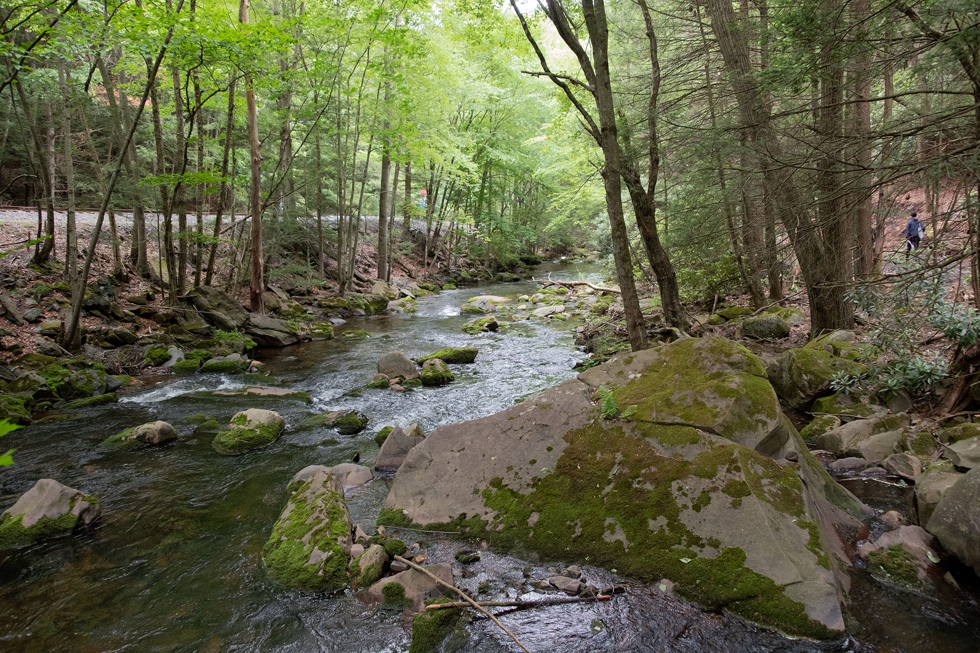A stream running through a wooded area.