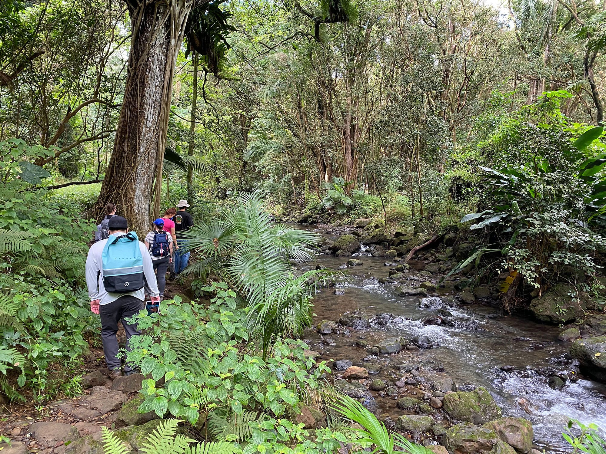 A group of hikers walking along a stream in the jungle.