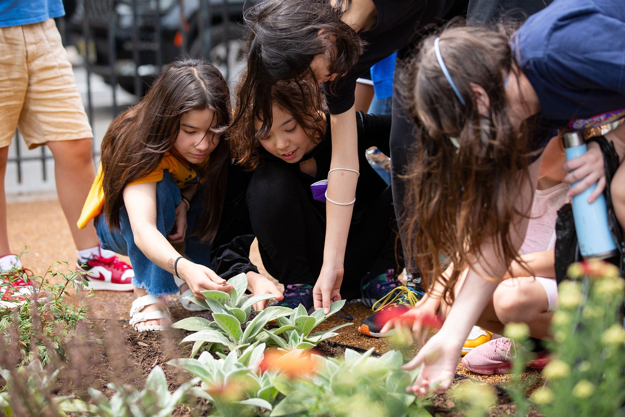 Students at The Pacific School in Brooklyn, New York, explore the new plants in the renovated Community Schoolyard® garden during the ribboncutting ceremony in June 2023. These spaces are not just for students. The schoolyards are open to the public after school hours and on weekends to ensure that neighbors have close-to-home access to high-quality park space. Photo: Alexa Hoyer