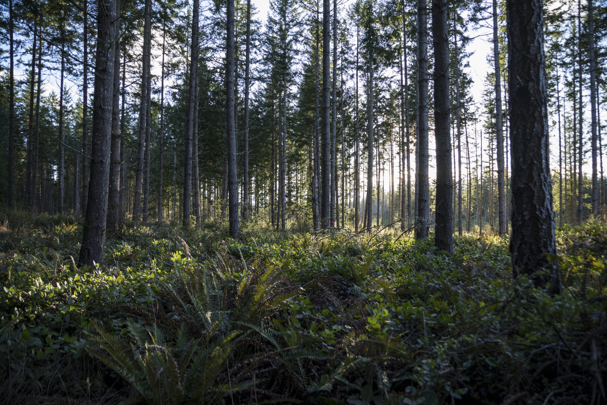 Sun glints through the trees in a lush, mature pine forest with an understory of ferns.