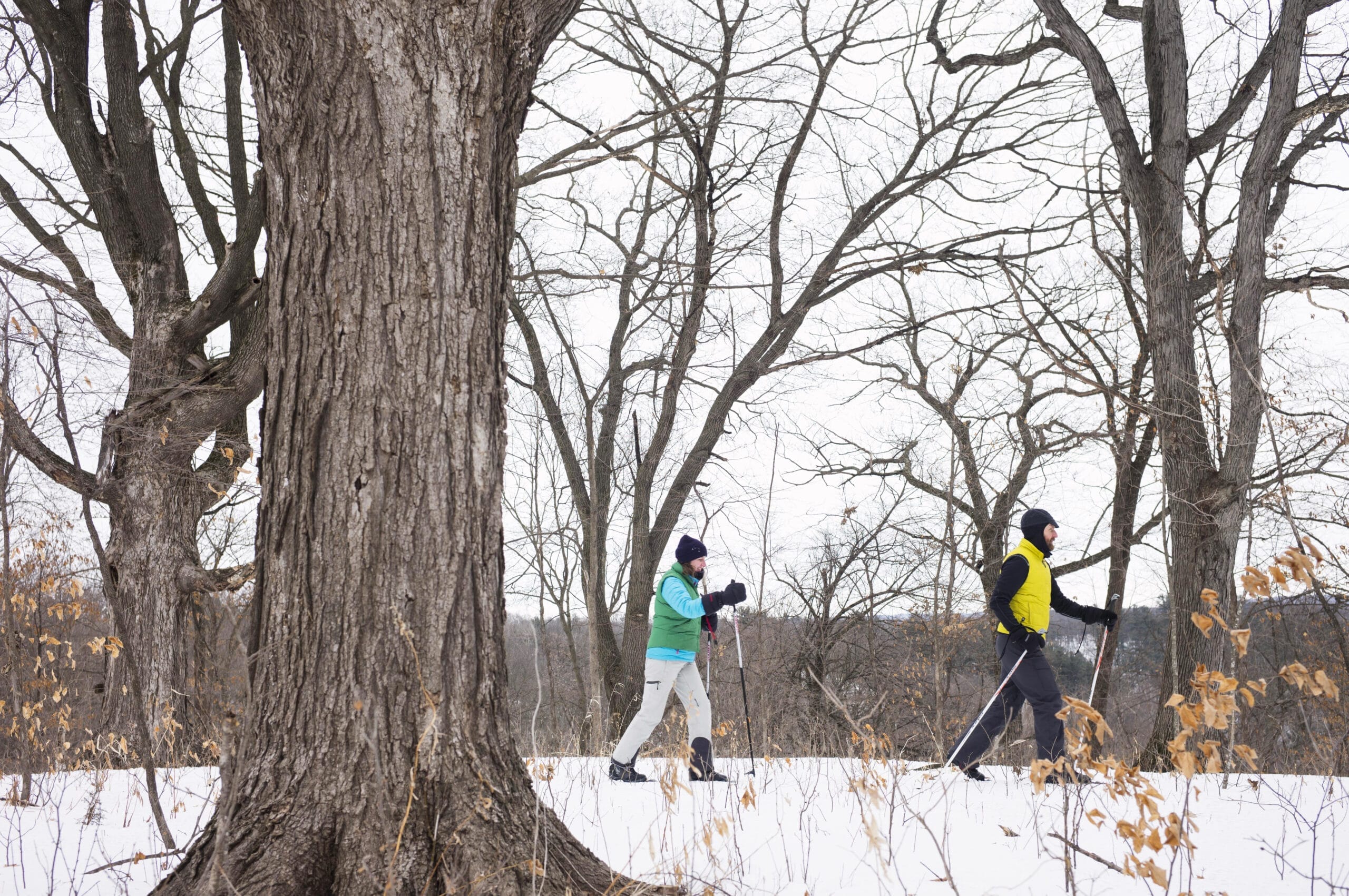 two people cross country ski in the woods at Franconia Bluff.