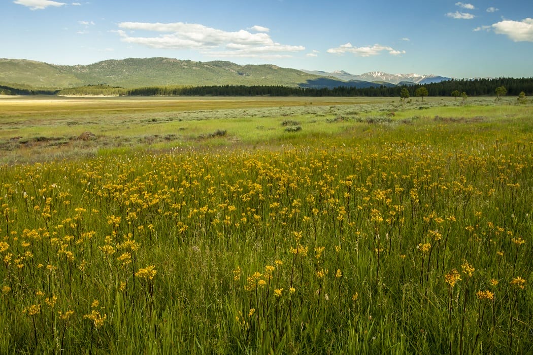 A grassy field with yellow wildflowers under a blue sky, with distant mountains and trees in the background.