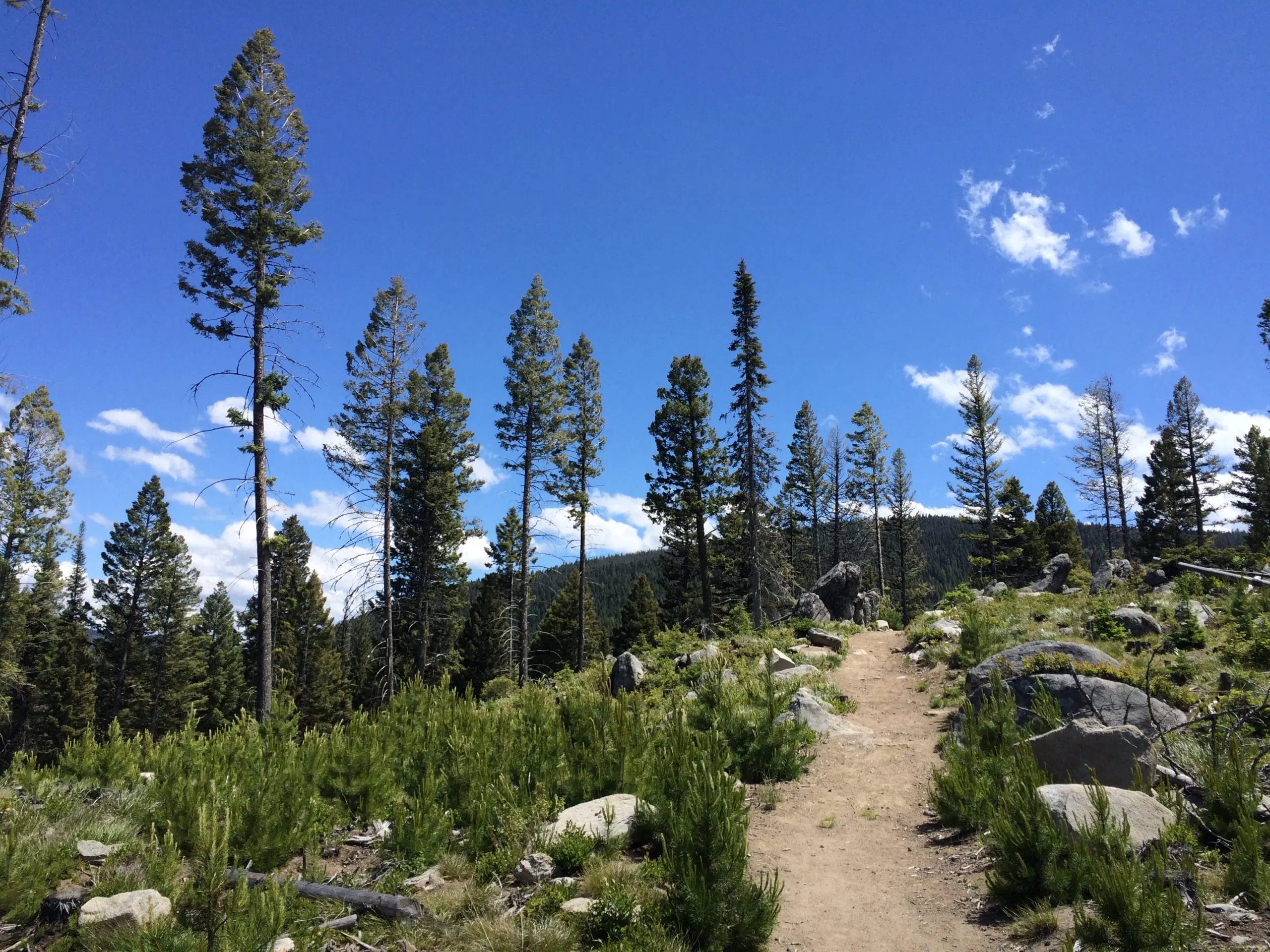 A dirt hiking trail winds through a pine forest under a bright blue sky with scattered clouds.