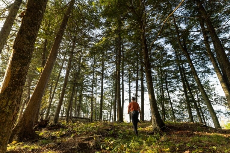 A person in an orange shirt walks through a sunlit forest with tall trees and green undergrowth.